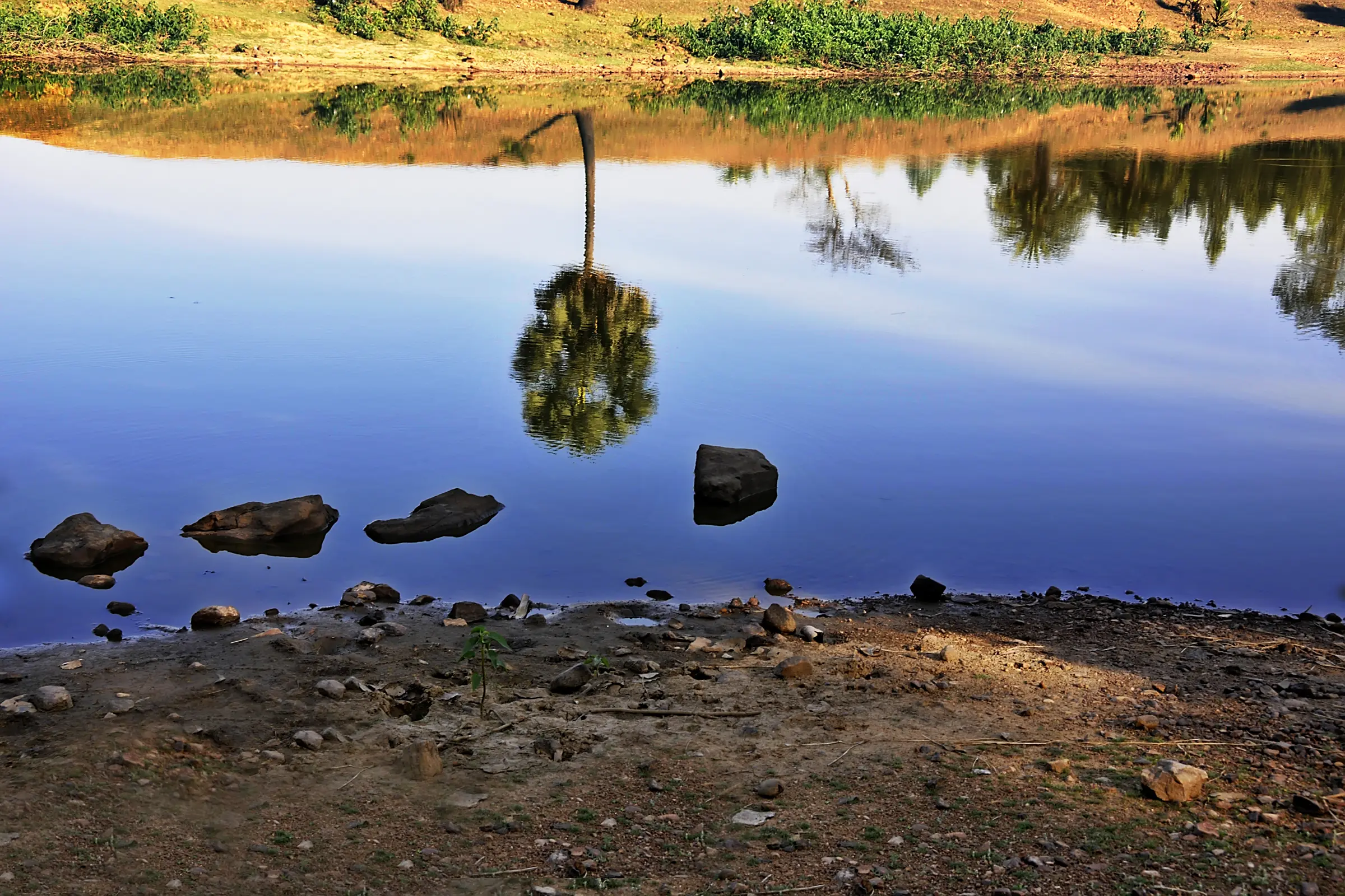 Lone Palm Tree Lake Reflection Landscape by Twin Lens Kolkata