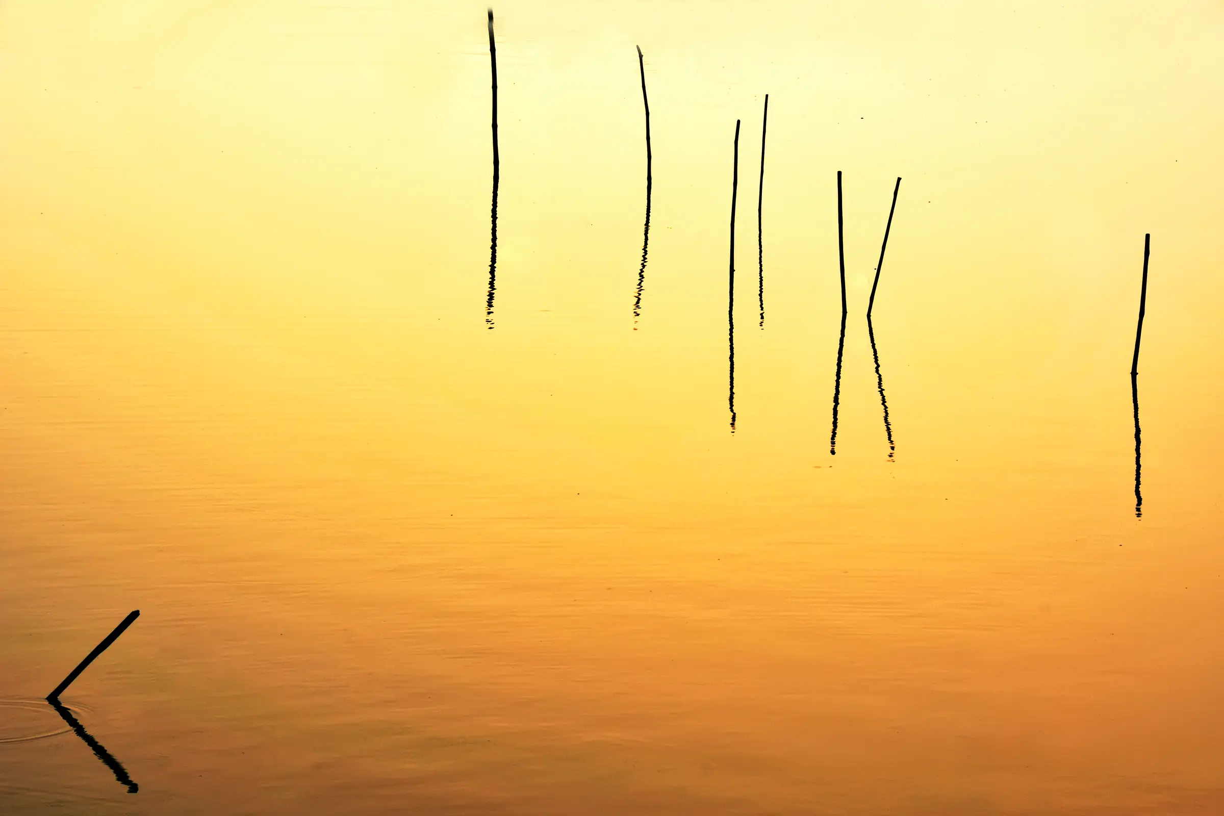 Minimal Bamboo Reflection Golden Water by Twin Lens Kolkata