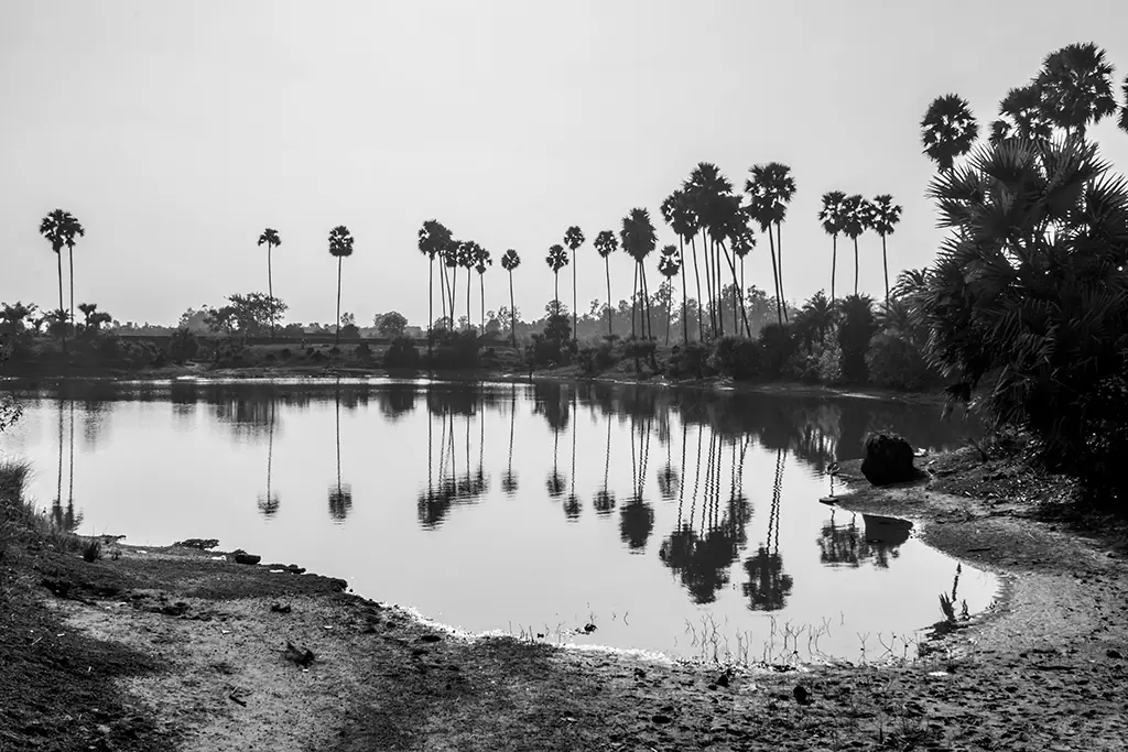Palm Trees Lake Reflection Black And White by Twin Lens Kolkata