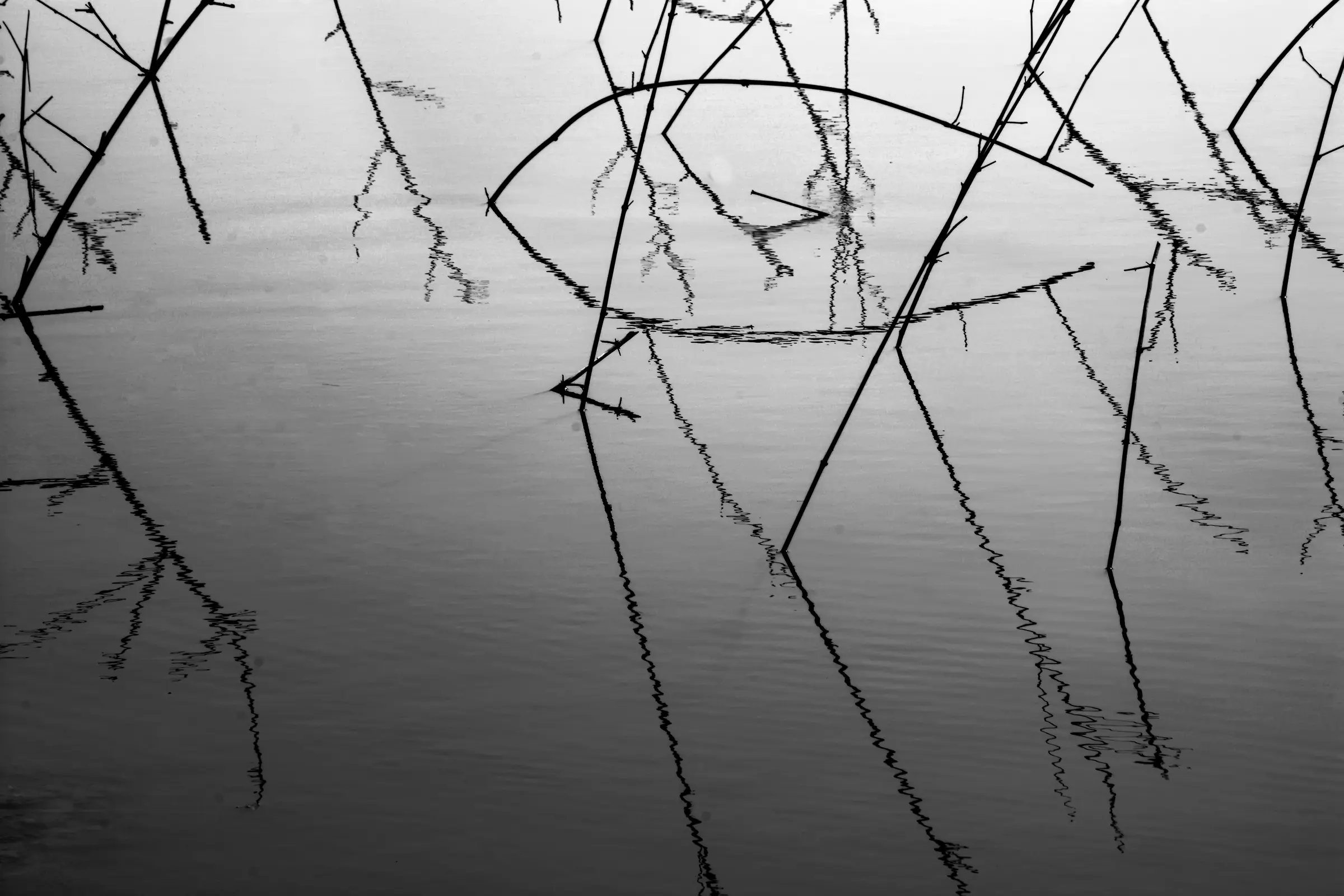 Thorny Branches Water Reflection Photography by Twin Lens Kolkata