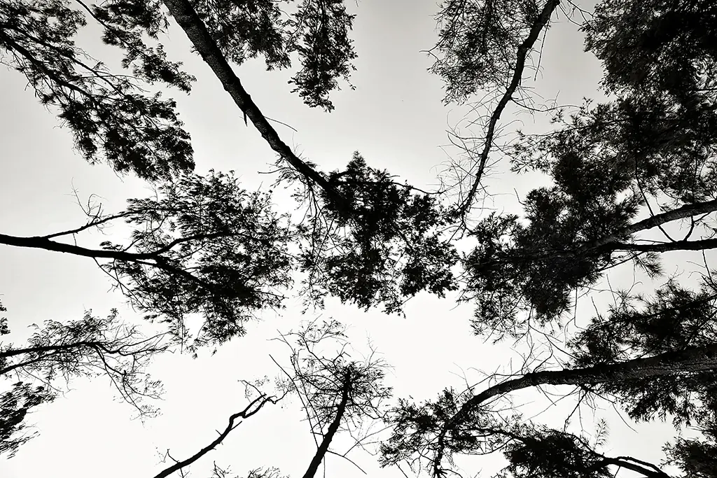 Trees From Below Black And White Photography by Twin Lens Kolkata