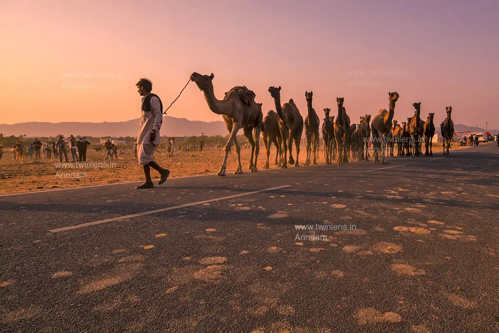 Camel Caravan At Sunset Rajasthan by Twin Lens