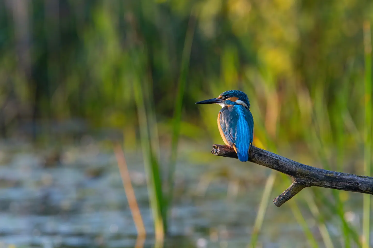 Demo kingfisher nature photography assignment for Rajkumer Dalui